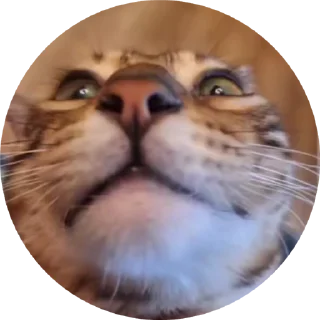🌟 emoji Брунелло Кучинелли Telegram sticker 14 of 16