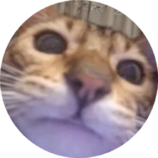 🌟 emoji Брунелло Кучинелли Telegram sticker 8 of 16