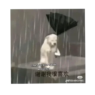 Sticker from Китайские стикеры
