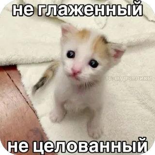 🐘 emoji че за айви Telegram sticker 8 of 10