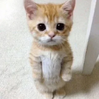 👻 emoji пак от афы/ли Telegram sticker 16 of 66