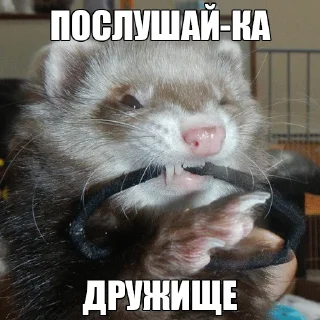🤔 emoji @citatyanimal Хорьки Telegram sticker 14 of 31