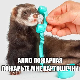 ☎️ emoji @citatyanimal Хорьки Telegram sticker 24 of 31
