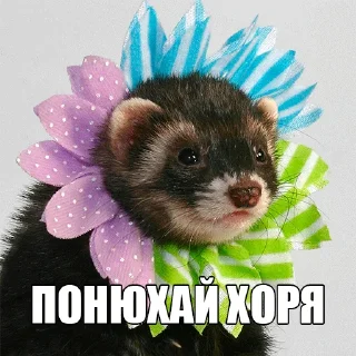 🌺 emoji @citatyanimal Хорьки Telegram sticker 7 of 31