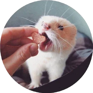 ❤️ emoji Хорьки Telegram sticker 3 of 24
