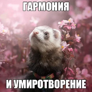 😇 emoji @citatyanimal Хорьки Telegram sticker 11 of 31