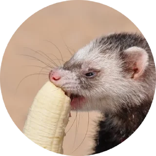 🍌 emoji Хорьки Telegram sticker 17 of 24