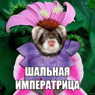👸 emoji @citatyanimal Хорьки Telegram sticker 6 of 31