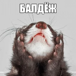 😌 emoji @citatyanimal Хорьки Telegram sticker 13 of 31