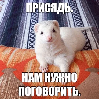 😐 emoji @citatyanimal Хорьки Telegram sticker 19 of 31