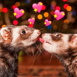 ❤️ emoji @citatyanimal Хорьки Telegram sticker 20 of 31