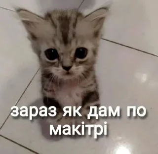 Sticker from Шиза Абобы228 :: @Aboba228_011 @fStikBot
