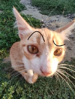 🌟 emoji мемные котики Telegram sticker 10 of 15