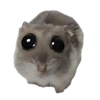 Sticker from Хомячки