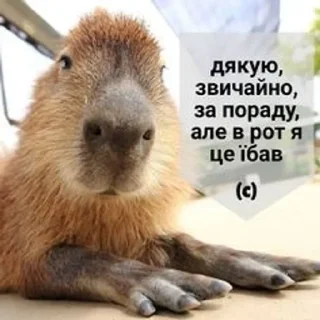 Sticker from Юкрейніан стікери🥰🥵