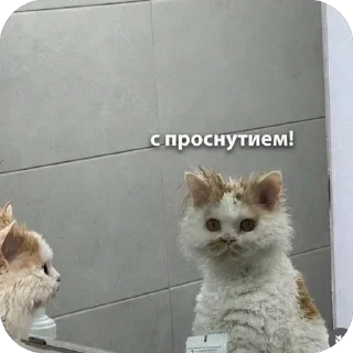 Sticker from Котики на все случаи