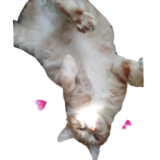 🐱 emoji цинамон Telegram sticker 24 of 35