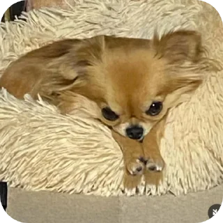 😡 emoji Котики Telegram sticker 13 of 120