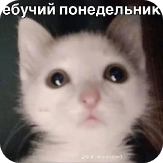 🐱 emoji Котики Telegram sticker 24 of 120