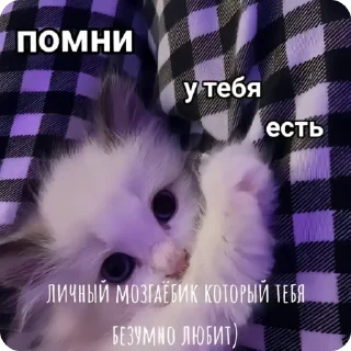 Sticker from Котики