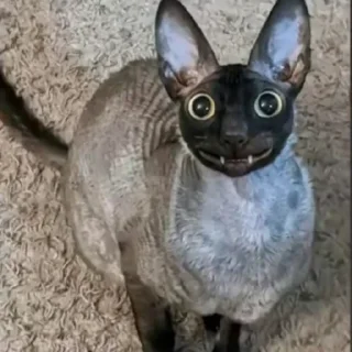 😼 emoji Ебейший стикер пак Telegram sticker 11 of 30