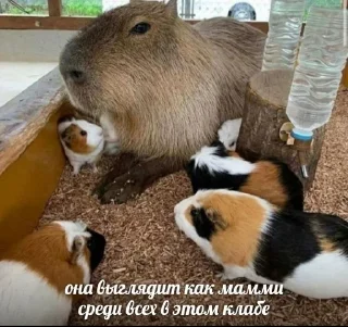 🥰 emoji капибарка Telegram sticker 21 of 46