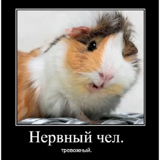 😜 emoji морские свинки Telegram sticker 8 of 13