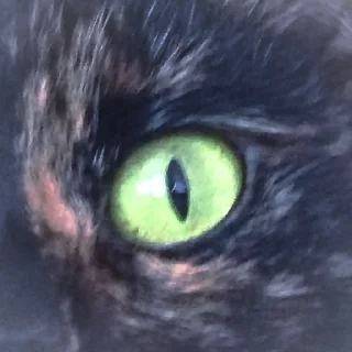 🌟 emoji Буся 🖤 @kamushek_vseh_lubit Telegram sticker 1 of 120