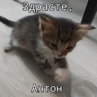 Sticker from Антон котенок