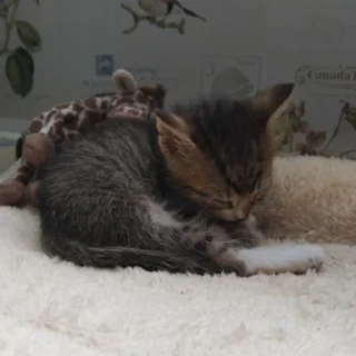 Sticker from Антон котенок