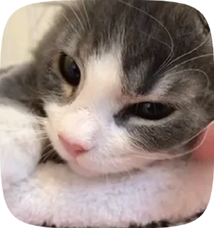 😭 emoji котята Telegram sticker 21 of 38