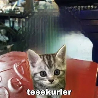 Sticker from турецкие мемы