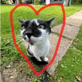 😍 emoji Честер🥵 Telegram sticker 9 of 40