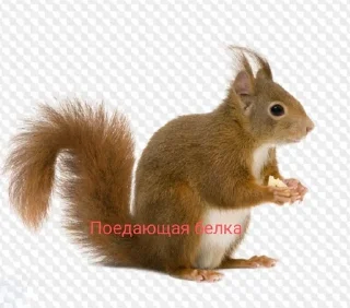 Sticker from Белка