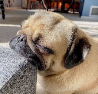 😴 emoji puggram Telegram sticker 7 of 71