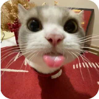😛 emoji 🫶🫶🫶 Telegram sticker 15 of 52
