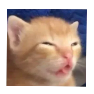 🐱 emoji Трушок @Evil_Scream Telegram sticker 16 of 110