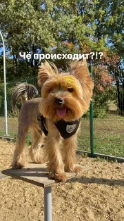 🌟 emoji Ричи не рычи Telegram sticker 21 of 22