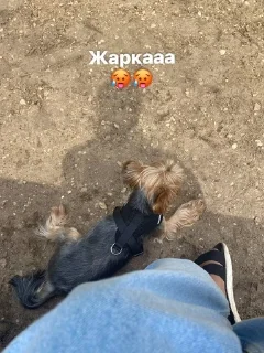🐕 emoji Ричи не рычи Telegram sticker 14 of 22