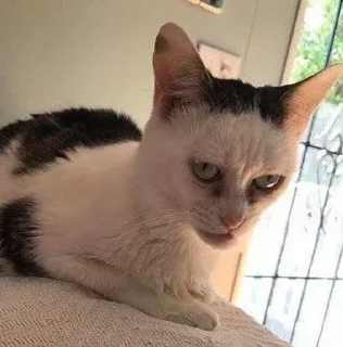 😑 emoji котікіі Telegram sticker 9 of 33