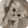 🐱 emoji Kitty Telegram sticker 17 of 62