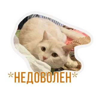 🌟 emoji Бусенки Telegram sticker 13 of 51