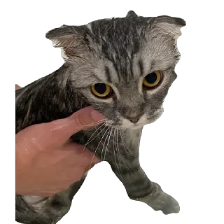 🫥 emoji Кит Telegram sticker 20 of 29