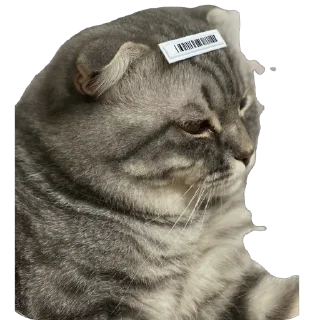 🫥 emoji Кит Telegram sticker 7 of 29
