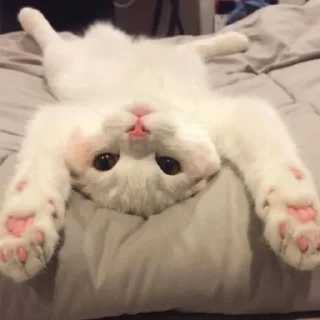 🤗 emoji cats Telegram sticker 23 of 46