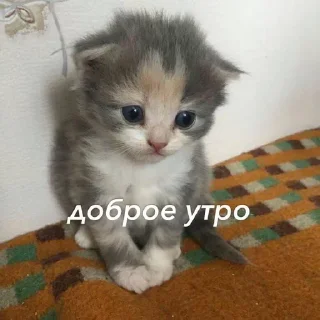 🥰 emoji милые пикчи-@kichkap Telegram sticker 15 of 50