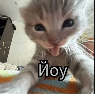 🌟 emoji матные котеке Telegram sticker 18 of 29