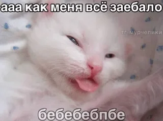 🌟 emoji матные котеке Telegram sticker 15 of 29
