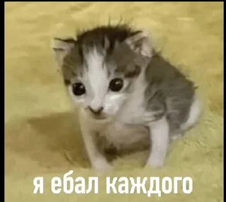 🌟 emoji матные котеке Telegram sticker 17 of 29