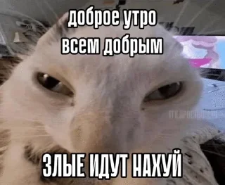 🌟 emoji матные котеке Telegram sticker 16 of 29